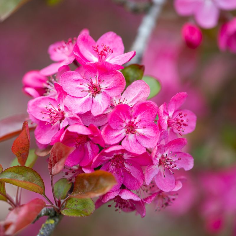 Malus 'Cardinal'