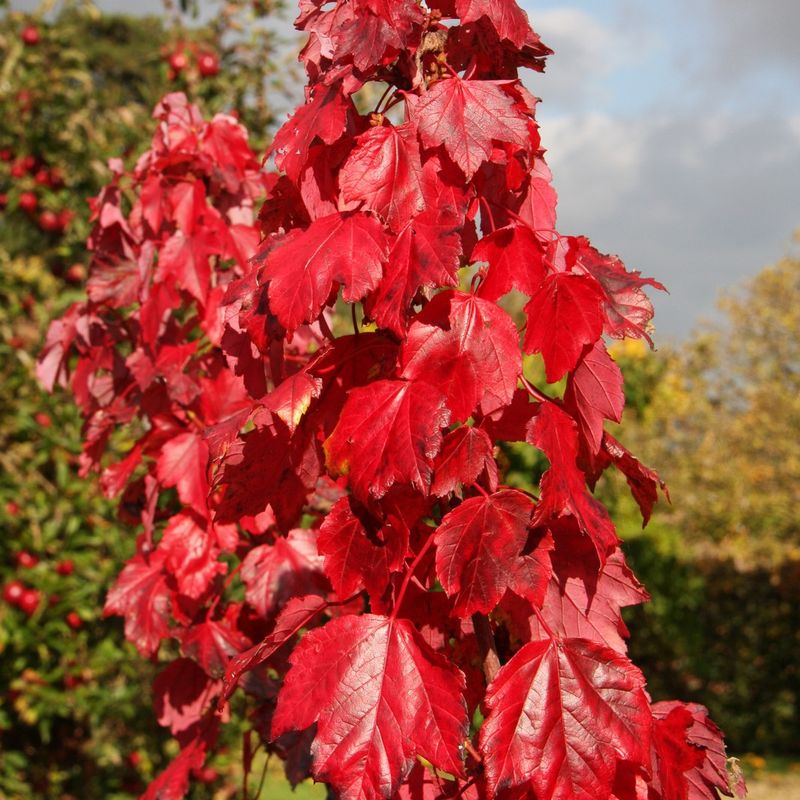 Acer rubrum 'Red Sunset'