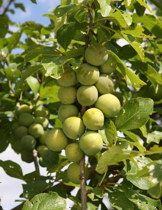 Gage Old Greengage 1