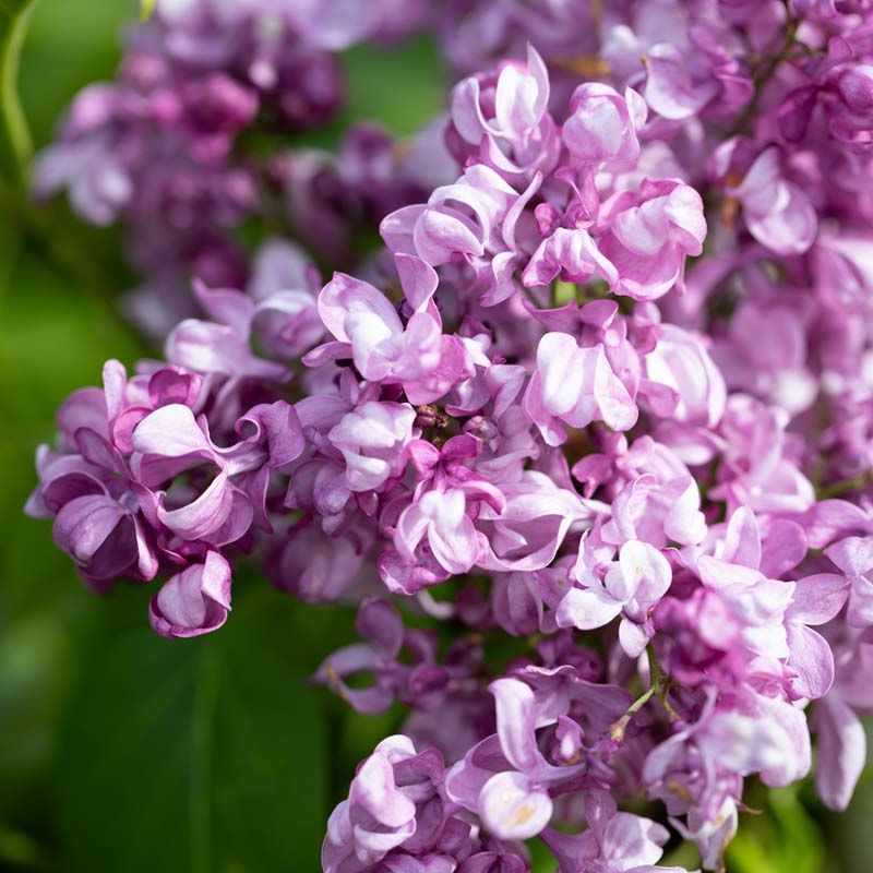 Syringa vulgaris 'Mrs Edward Harding'