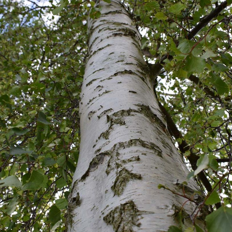 Betula alba pendula (Hedging)