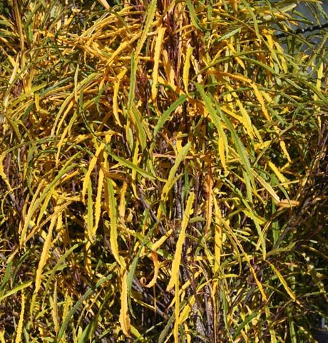 Rhamnus frangula 'Fine Line'