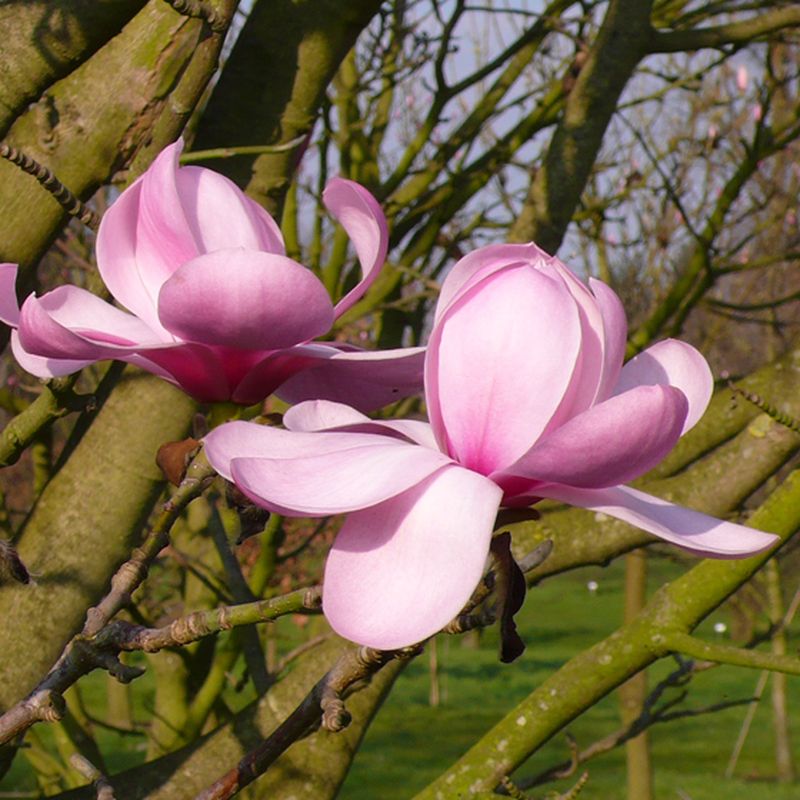 Magnolia 'Copeland Court'