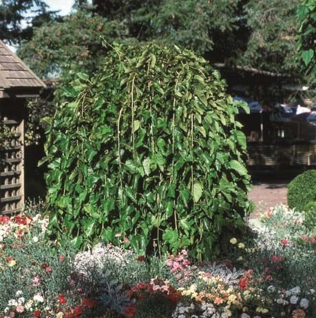Morus alba 'Pendula'