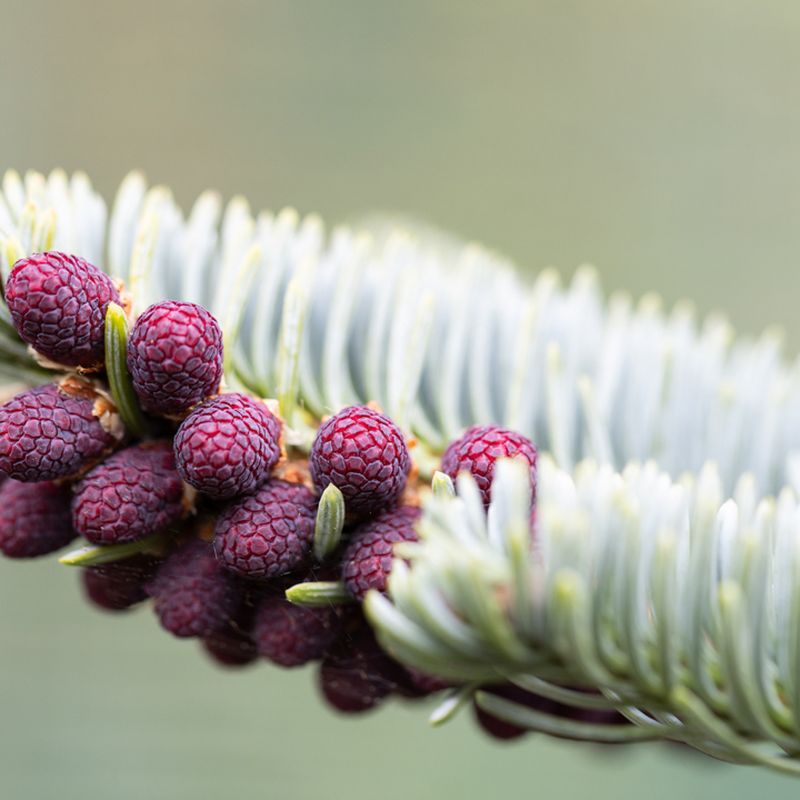 Abies pinsapo 'Glauca'