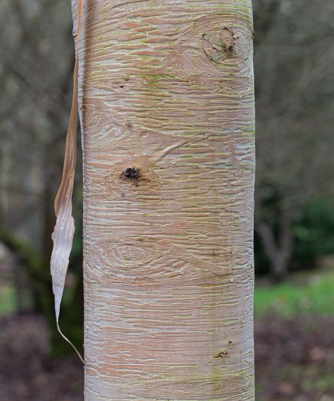Betula ermanii 'Grayswood Hill'