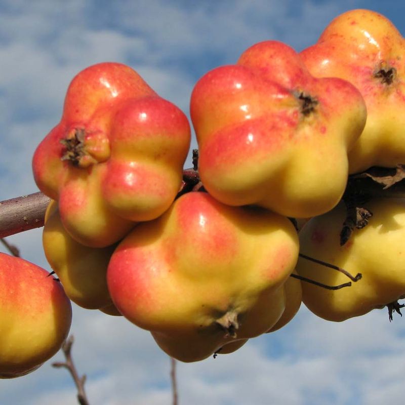 Apple Apistar