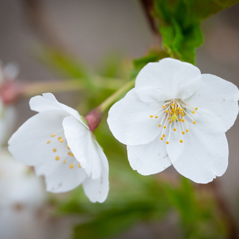 Prunus 'Snow Goose'