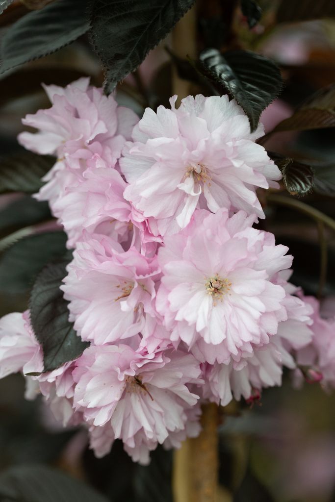 Prunus Royal Burgundy