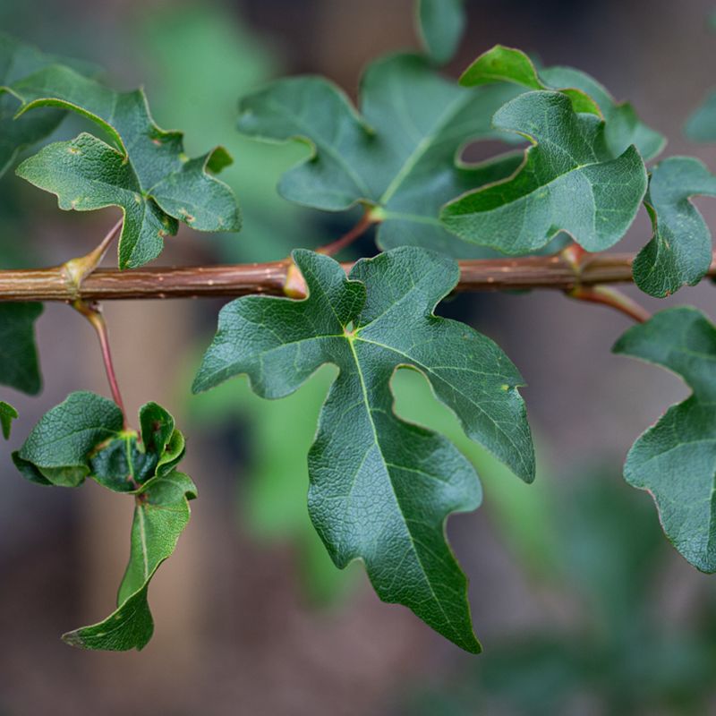 Acer campestre (Hedging)