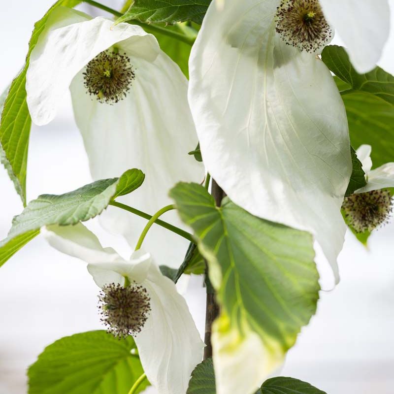 Davidia involucrata 'Sonoma'