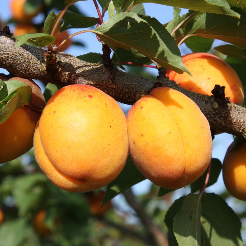 Apricots, Peaches and Nectarines