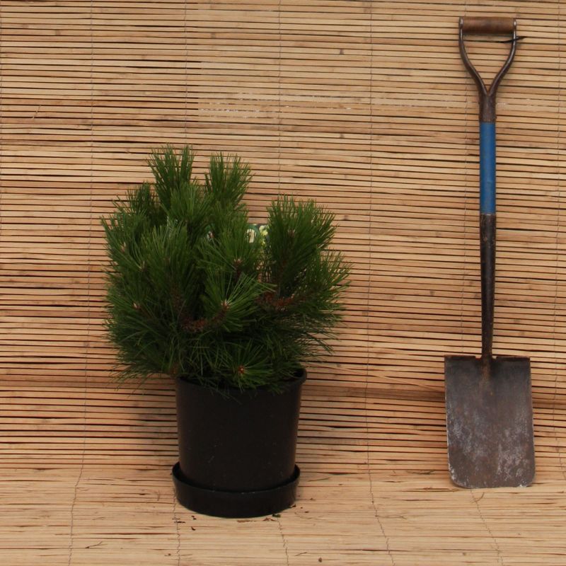 Pinus nigra 'Black Prince'