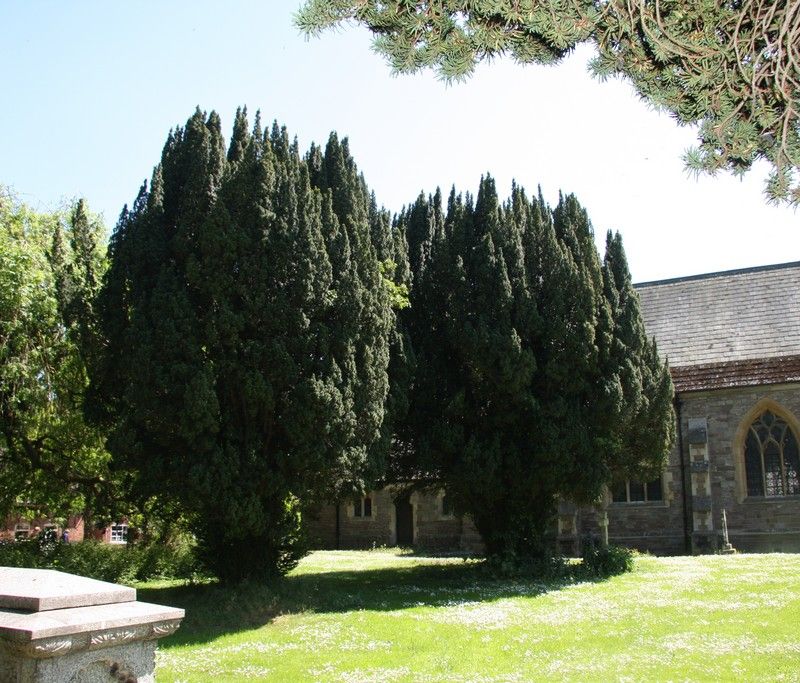 Taxus baccata (Hedging)