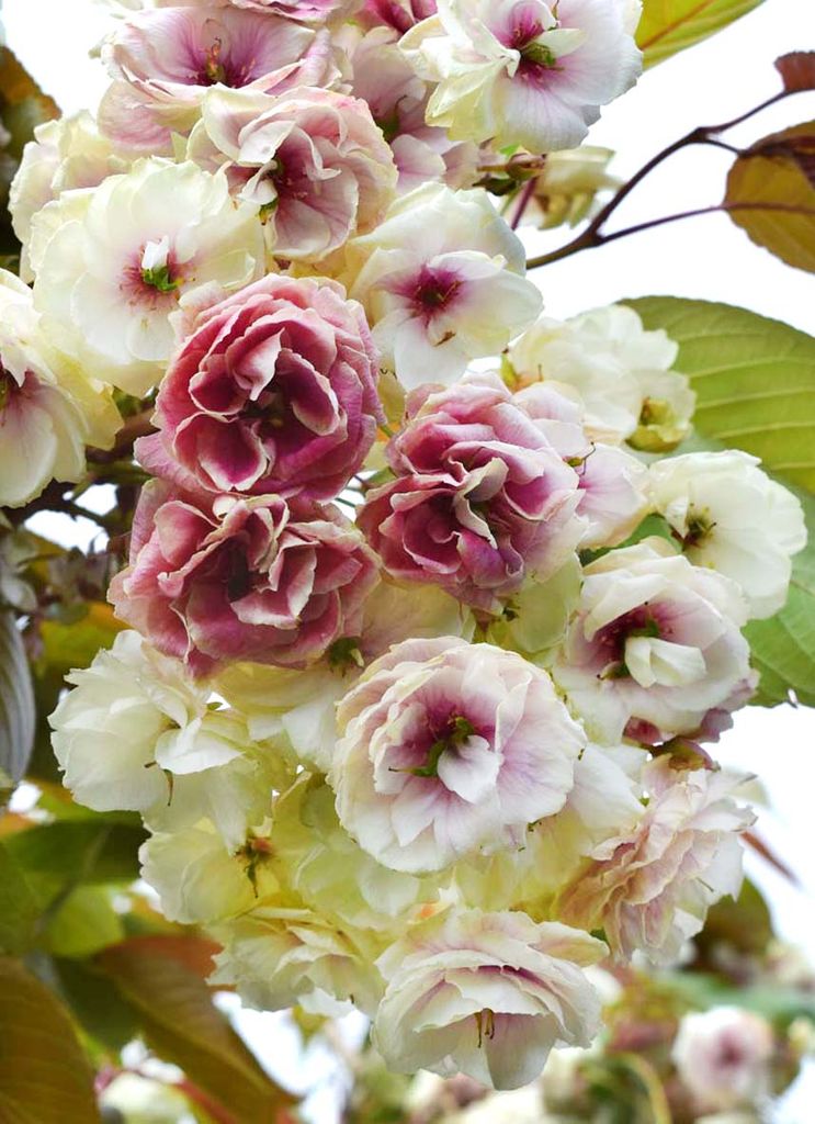 Prunus-Sumaura-Fugenzo-Japanese-Lantern