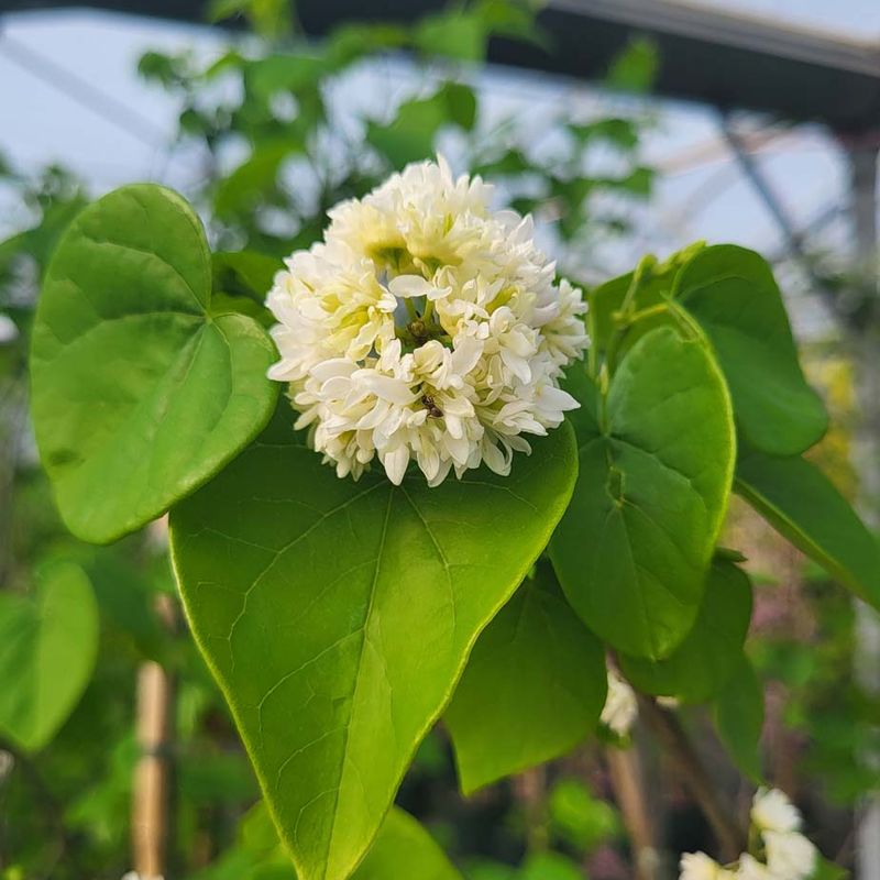 Cercis canadensis 'White Pom Pom'