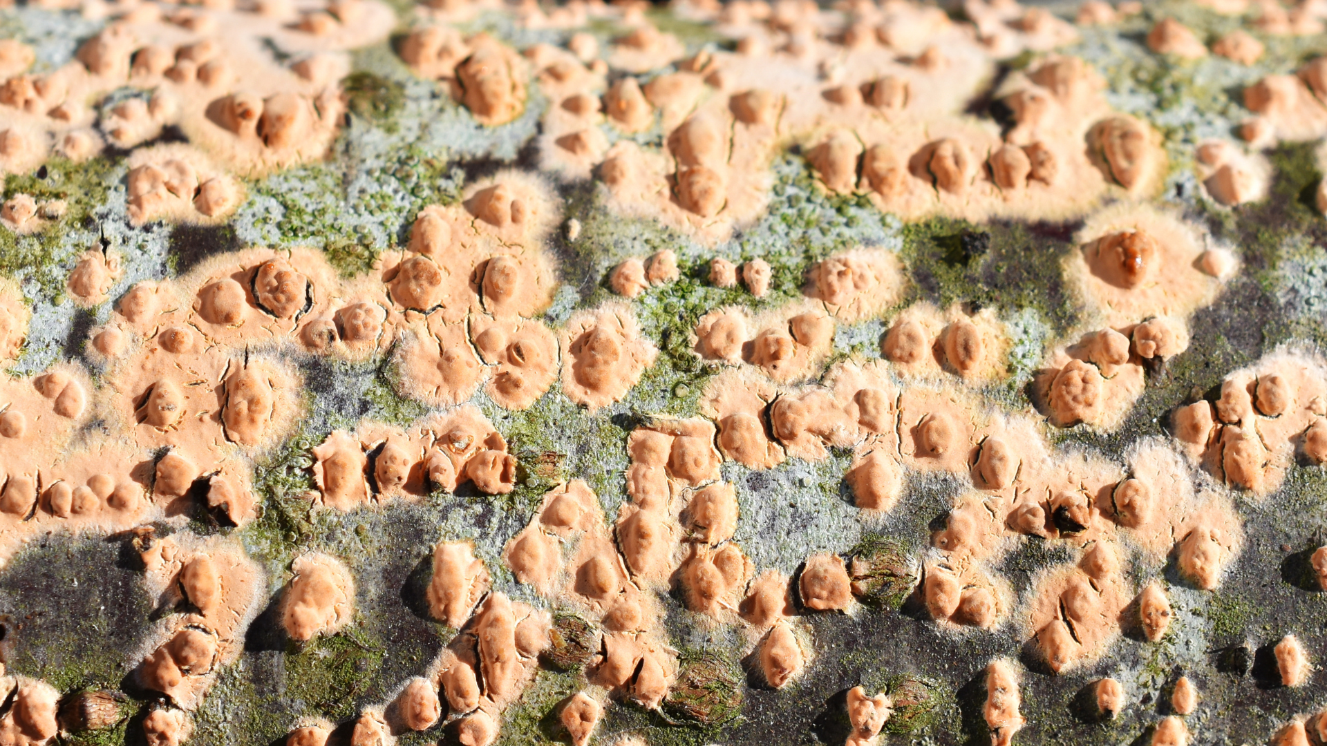 coral spot, Disease and Pest