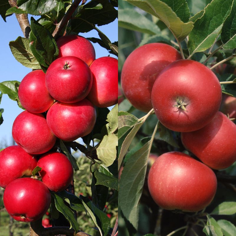 Red Devil, Discovery (Family)
