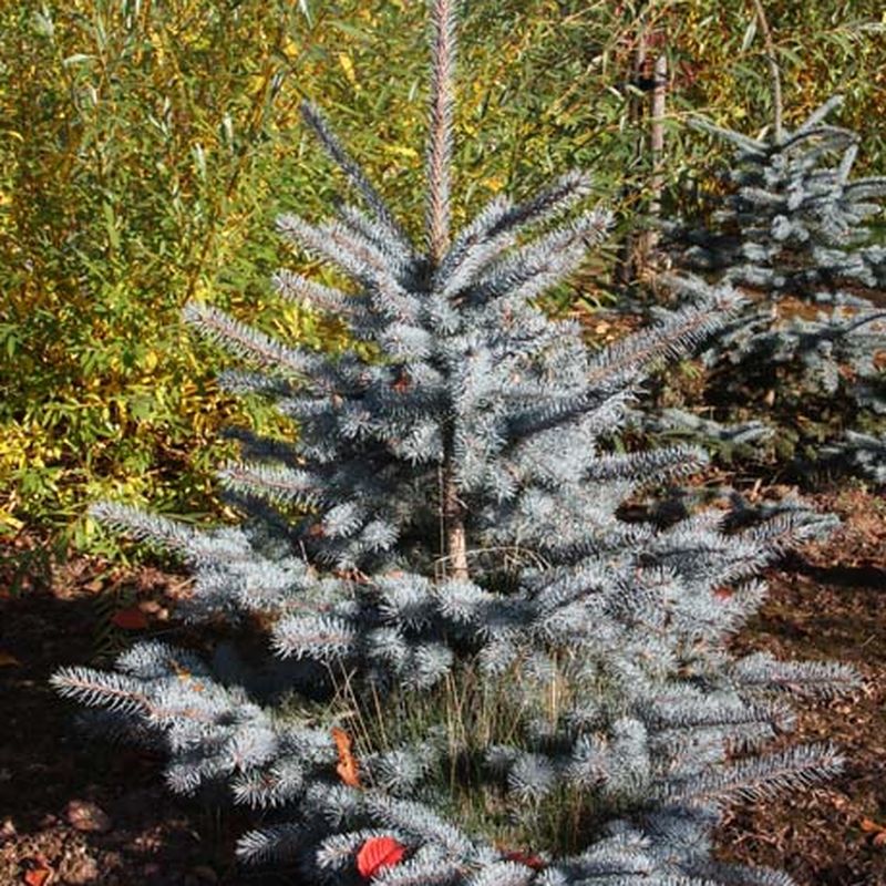 Picea pungens 'Edith'