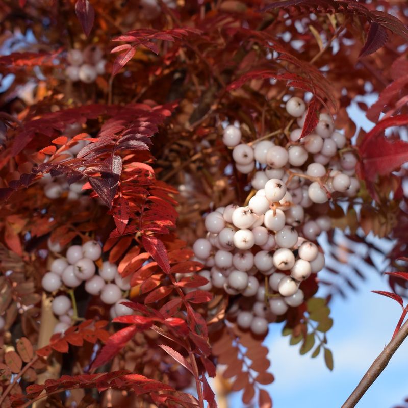 Sorbus pseudovilmorinii