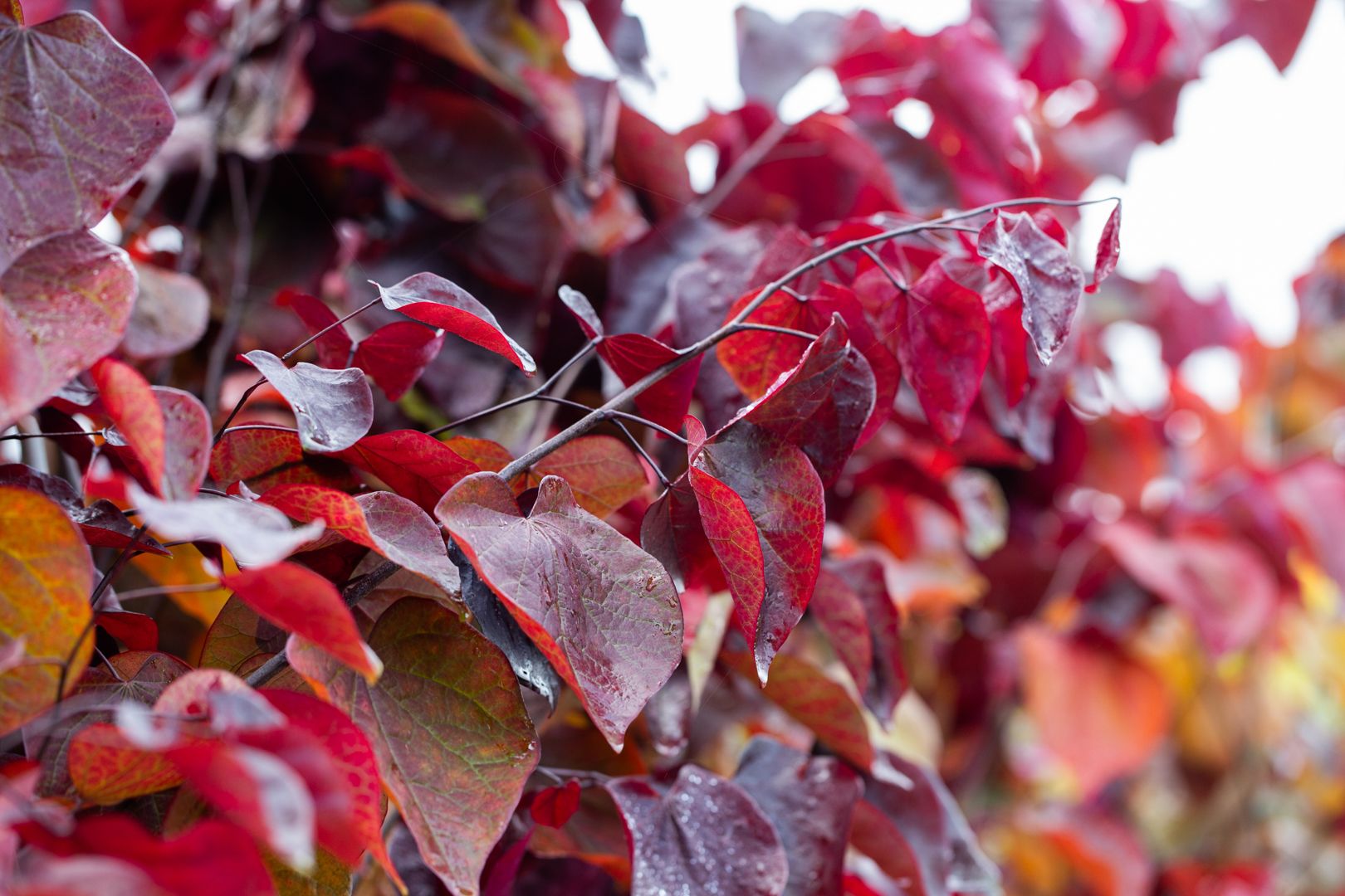 Cercis Forest Pansy
