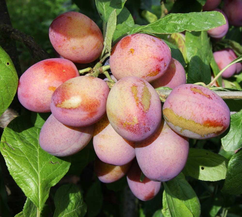 Plum Victoria for growing in the Shade