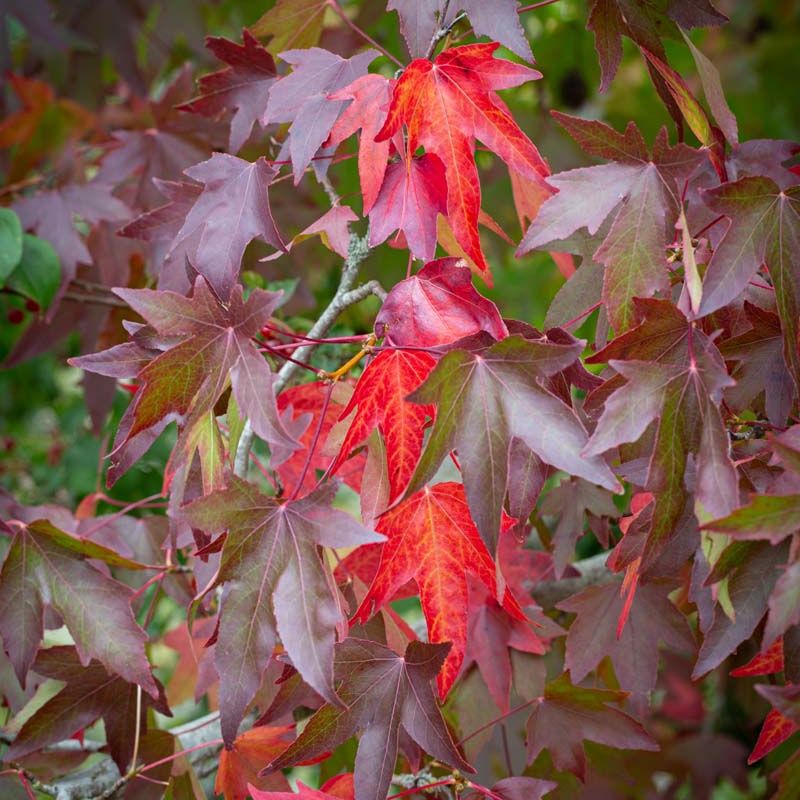 Liquidambar styraciflua 'Slender Silhouette'