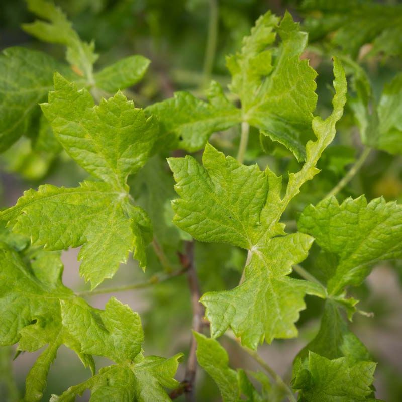 Tilia platyphyllos ‘Tiltstone Filigree’