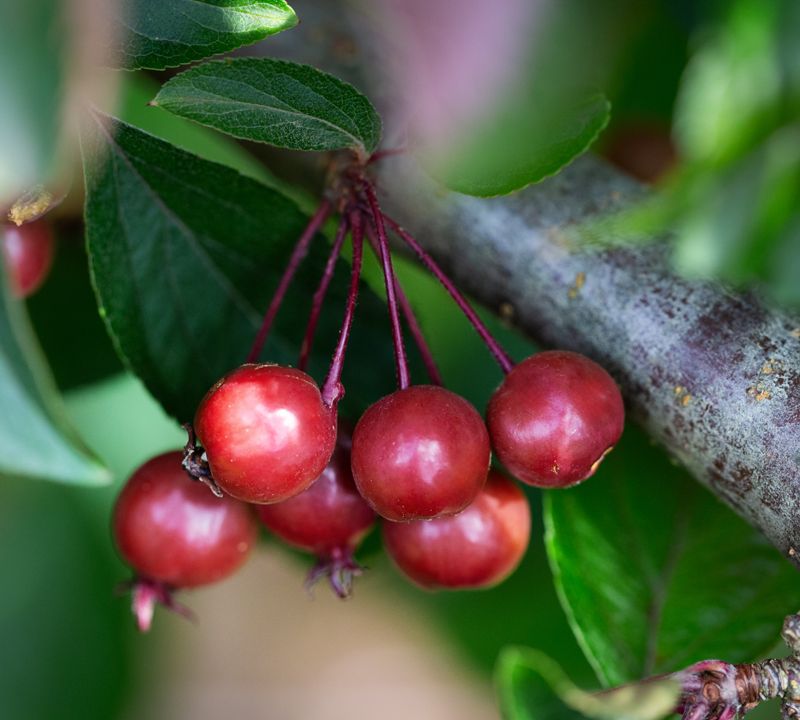 Malus ‘Candied Apple’