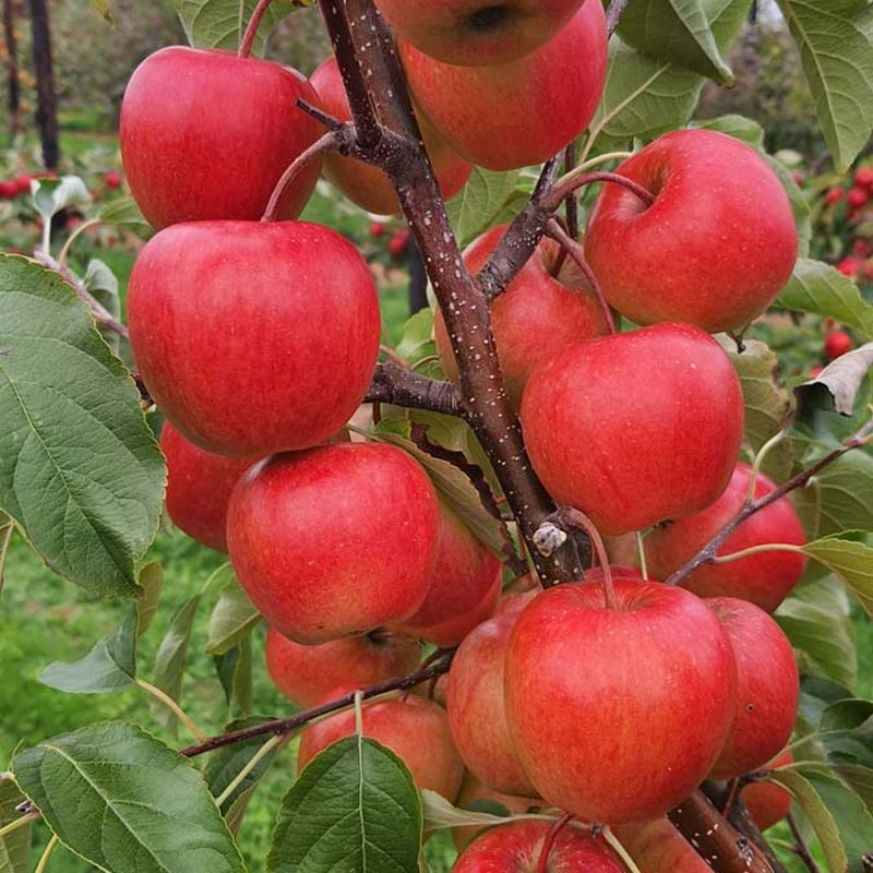 Apple (Malus) Legacy™