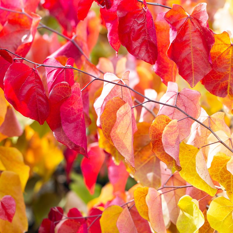 Cercis canadensis 'Eternal Flame'®