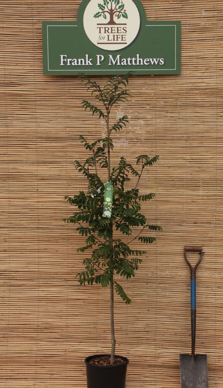 Sorbus aucuparia 'Fingerprint'®