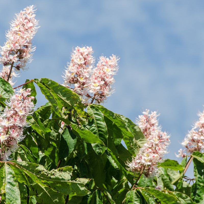 Aesculus indica 'Sydney Pearce'