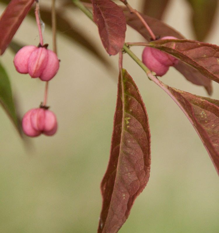 Euonymus europaeus 'Brilliant'
