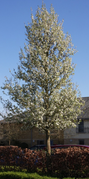 Callery' pear (Pyrus calleryana 'Chanticleer