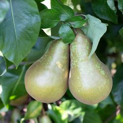 Pear Conference
