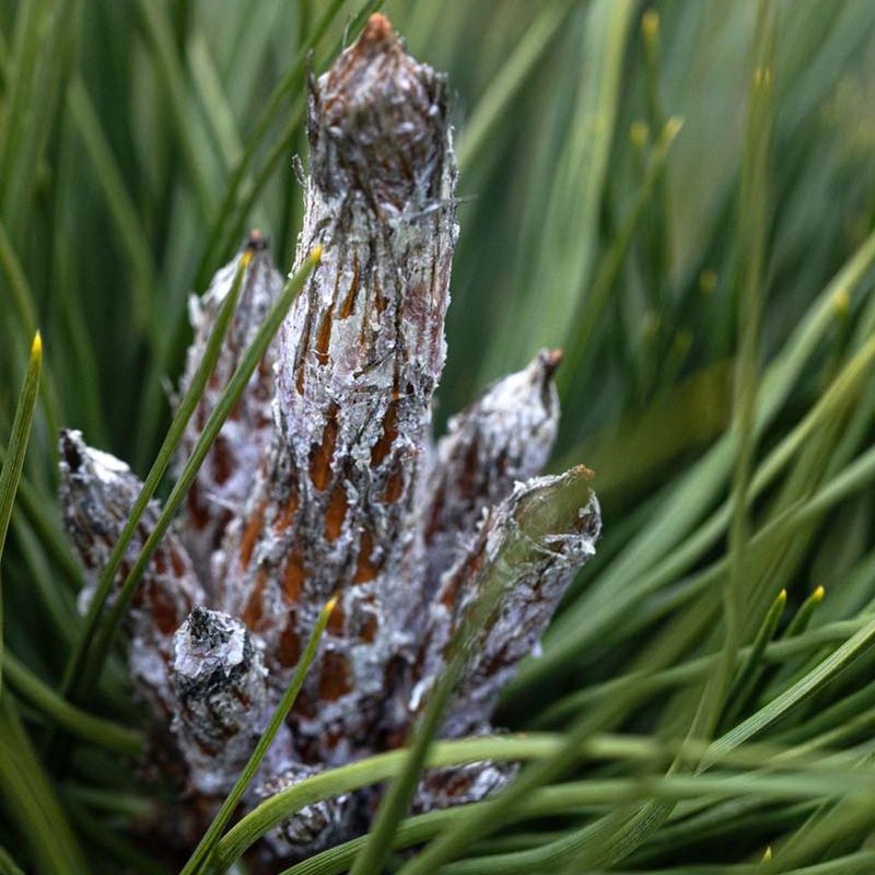 Pinus nigra 'Obelisk'