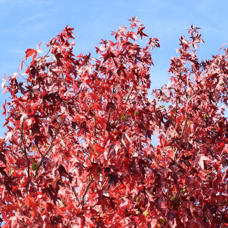 Trees for Autumn Colour 7