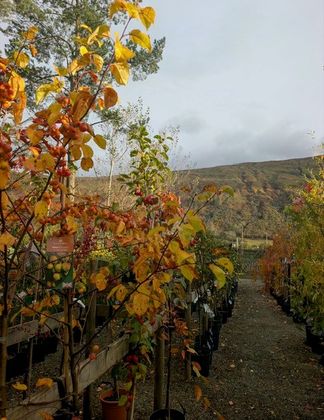 Trees for Scotland