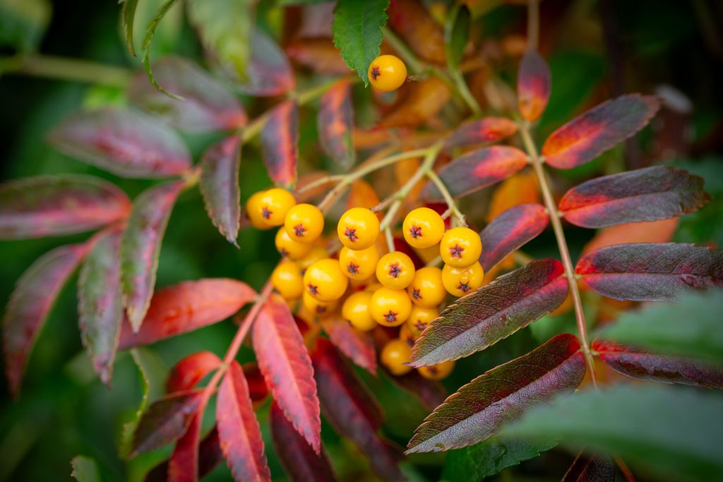 Sorbus Autumn Spire (Rowan Tree)