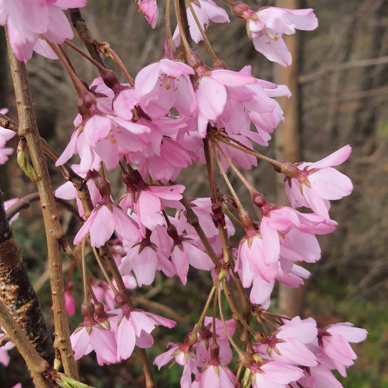 Prunus 'Pink Snow Showers'