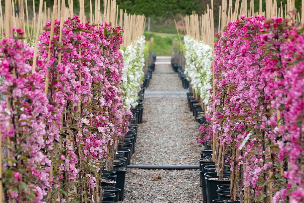 Frank p Matthews trees 125th anniversary 