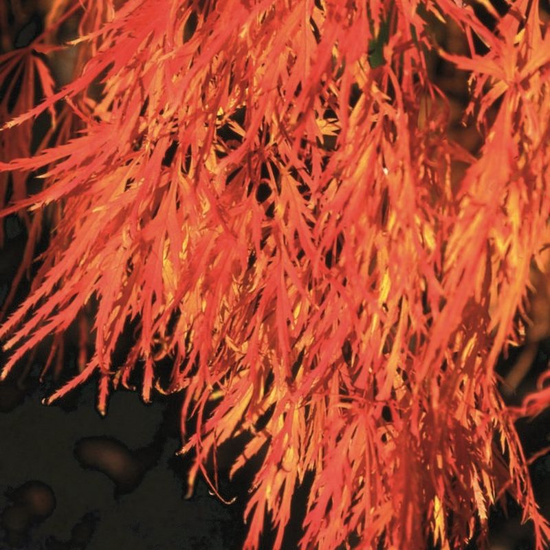 Acer palmatum 'Dissectum' 1