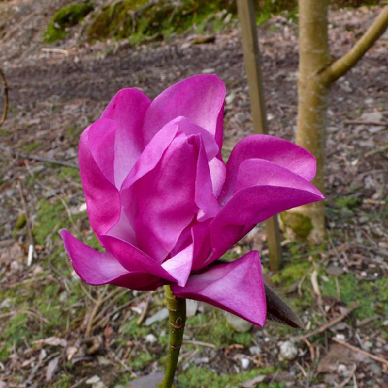Magnolia 'Marwood Spring'