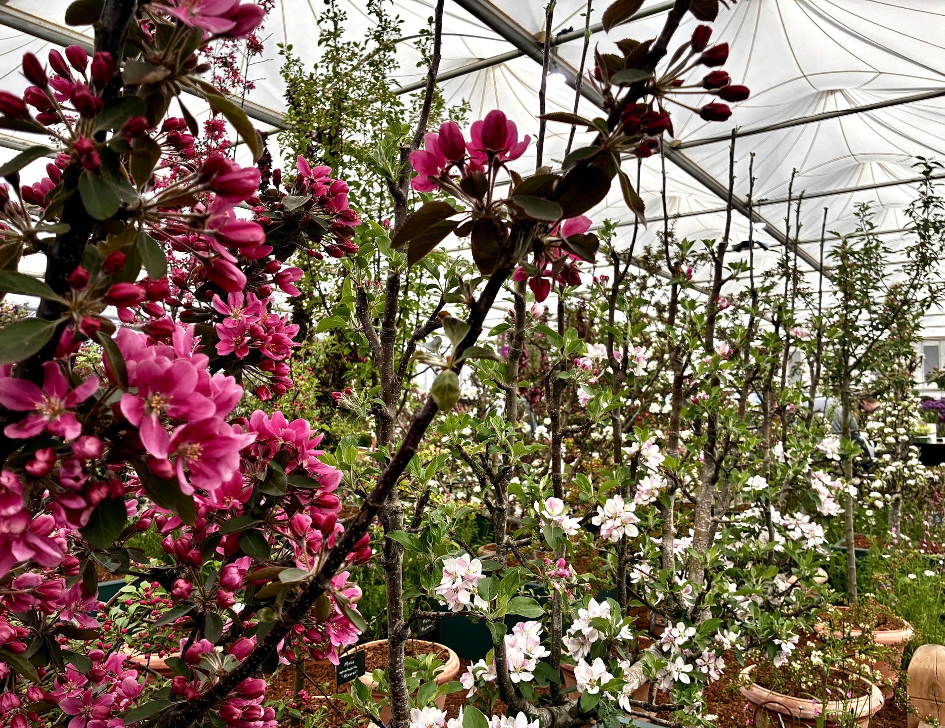 Exhibit at RHS Chelsea Flower Show 2026 Malus Crab Apple Trees