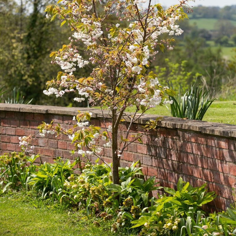 Underplanting