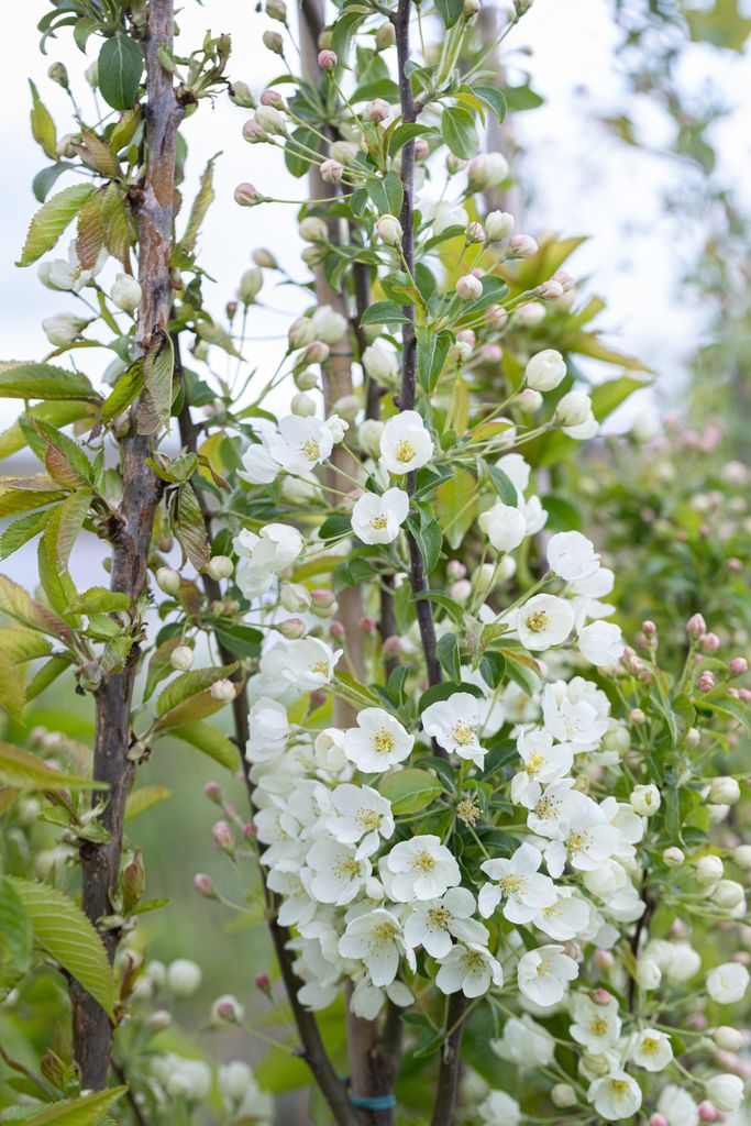 Malus Wedding Bouquet
