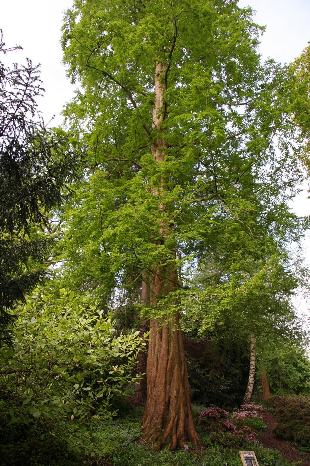 50 Semi Di Metasequoia (Alba Redwood) – Albero Gigante, Facili Da Coltivare In Tutti I Terreni, Nuovo Lotto