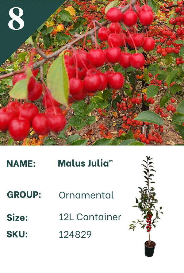 Malus ‘Julia’™
Crab Apple