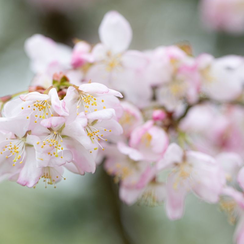 Prunus 'Mikurama-gaeshi'
